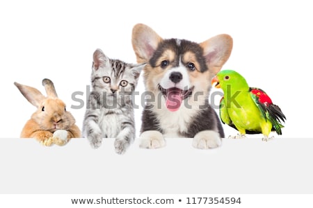 Stock photo: Cat And Bird