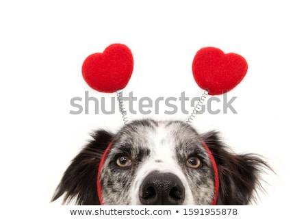 Foto stock: Valentine Dog