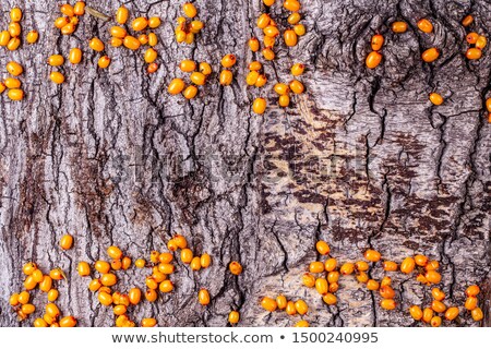 Stock photo: Backthorn Berries