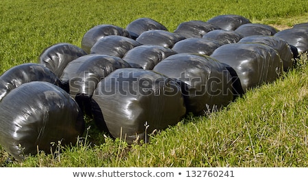 ストックフォト: Bale Of Straw Infold In Plastic Film Foil To Keep Dry