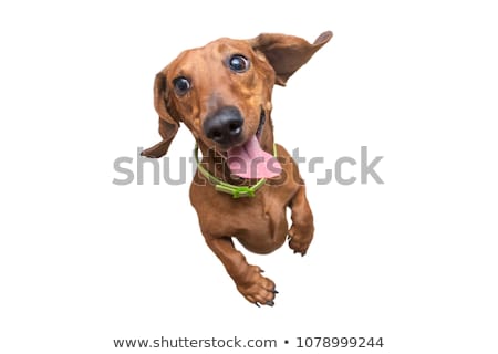Stock photo: Dachshund In A White Isolated Background
