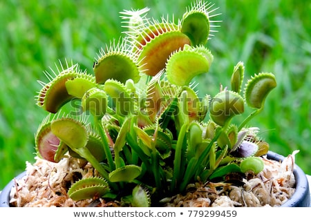 Сток-фото: Venus Fly Trap