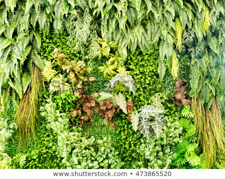 [[stock_photo]]: Green Various Creeper Fern And Lush Plant On Wall