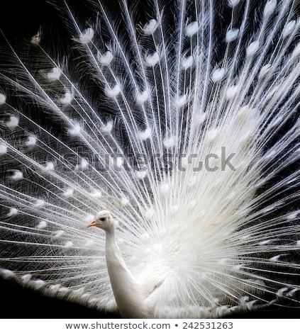 Zdjęcia stock: Particular Of A White Peacock