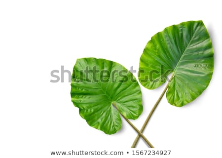 Stock photo: Tropical Evergreen Leaves Two Isolated On White Background Top View