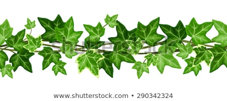 ストックフォト: Vector Ivy Seamless Background