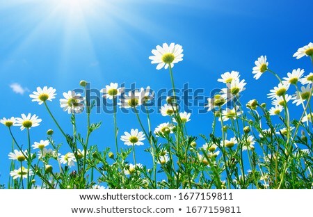 Сток-фото: Daisy Flowers In Sunny Garden