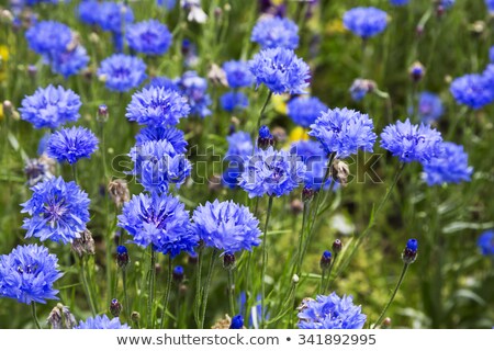 Foto d'archivio: Blooming Cornflowers Centaurea Cyanus In A Wheat Field