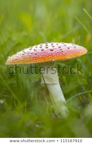 Stok fotoğraf: Fly Agaric Fruit Body Outside On A Meadow