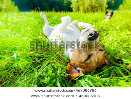 Stock foto: Dog Sunbathing