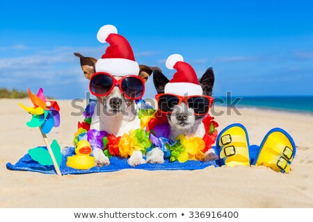 Stok fotoğraf: Couple Of Dogs On Christmas Summer Vacation