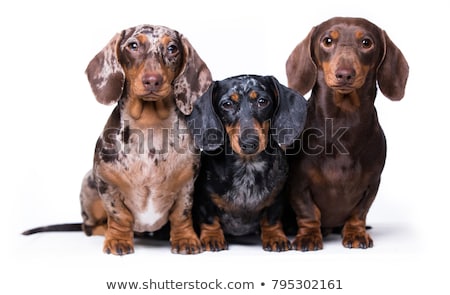 [[stock_photo]]: Dumb Nerd Silly Dachshund