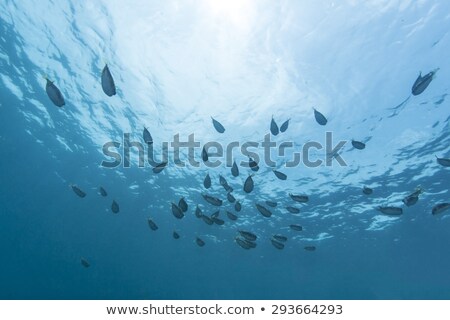 [[stock_photo]]: Shoal Of Fis