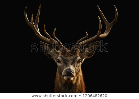 Stock fotó: Portrait Of Majestic Red Deer Stag In Autumn Fall