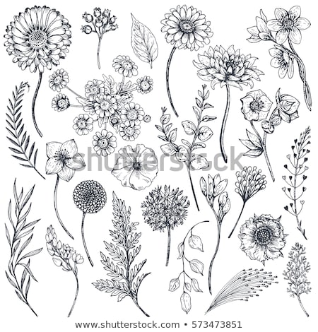 Foto stock: Background With Blooming Hand Drawn Flowers