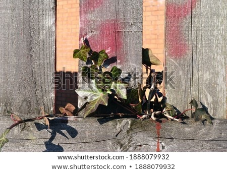 Foto stock: Green Ivy Growing Up A Wooden Fence