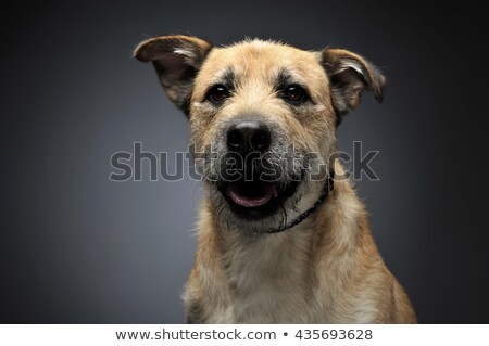 ストックフォト: Brown Color Wired Hair Mixed Breed Dog In A Grey Studio