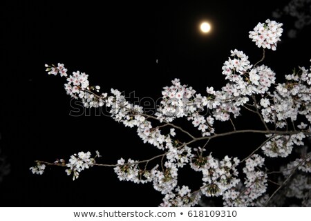 Stock photo: Floral Romantic Night White Flowers