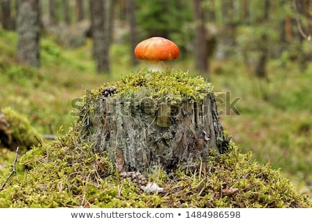 ストックフォト: Yellow Mushrooms On Tree Stump