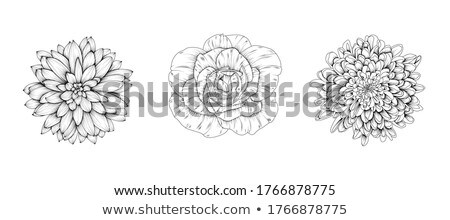 Foto stock: Dahlia 10