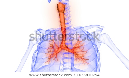 Stock fotó: 3d Rendered Illustration Of The Male Larynx