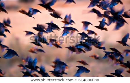 Stock photo: Flock Of Birds