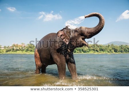 Stock photo: Elephant Bathing