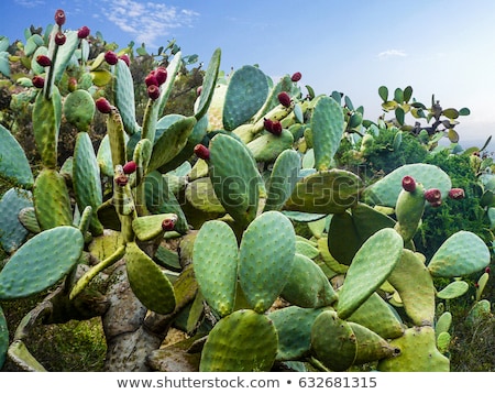 Stock fotó: Cactuses Growing In A Cactus Park