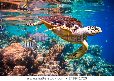 Stok fotoğraf: Sea Turtle Swims Under Water On The Background Of Coral Reefs