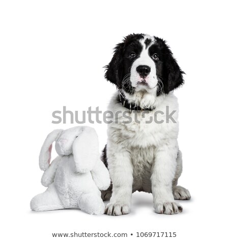 Stock photo: Black And White Landseer Puppy