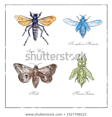 Foto d'archivio: Spider Wasp Moth Necrophorus Humator Beetle Mantis Foliatus Vintage Collection