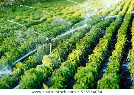 Foto stock: Irrigation System For Agriculture