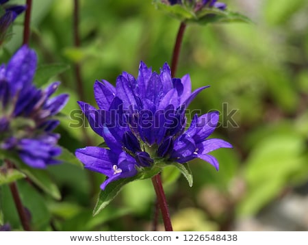 Stockfoto: Campanula Glomerata Flower Blue