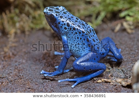 Zdjęcia stock: Blue Poison Dart Frog
