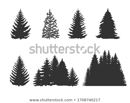 Stockfoto: Tree Abstract Silhouette Of Pine Tree Branches Black White