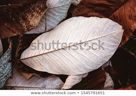 [[stock_photo]]: Fallen Magnolia Leaves