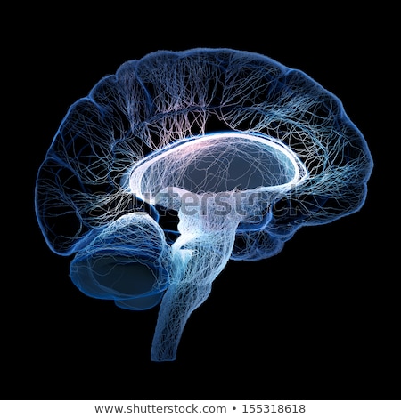 Foto d'archivio: Human Brain Illustrated With Interconnected Small Nerves