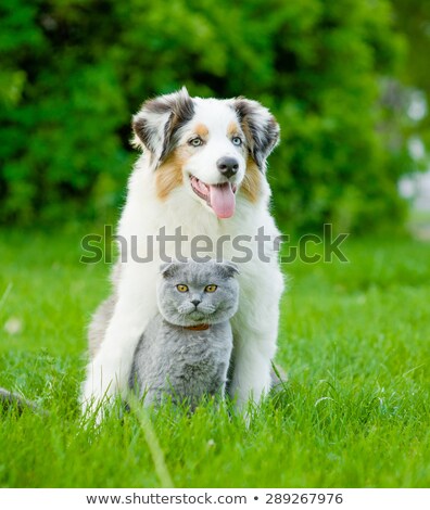 Foto stock: Family Sitting With Dogs Together On A Meadow