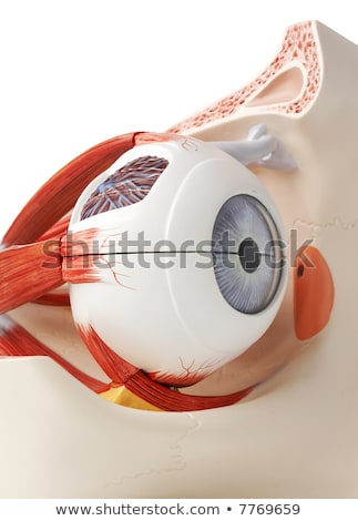 Stock photo: Artificial Model Of Human Eye