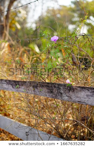 Zdjęcia stock: Green Grass Plants Background In Backlight