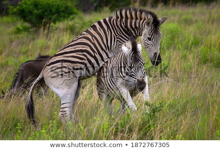 Stockfoto: Two Zebras Bonding In The Kruger