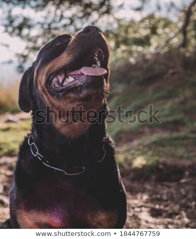 Foto d'archivio: Aggressive Rottweiler In River