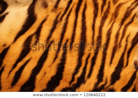 Stockfoto: Detail Of Tiger Fur Texture