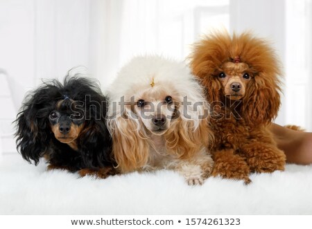 Zdjęcia stock: Three Poodle Dogs With Different Fur Colors