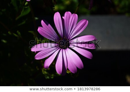 Foto stock: Lor · de · Margarita · púrpura · y · rosa · en · floración · tonta