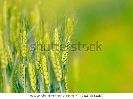 Foto d'archivio: Immature Wheat In The Field