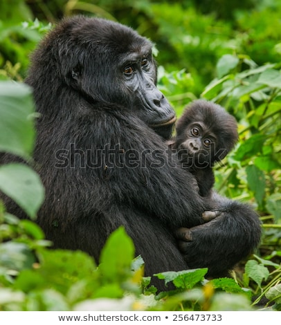 Stockfoto: An Island With A Gorilla