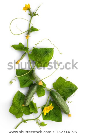 Foto stock: Cucumber Blooms Flowers Grows