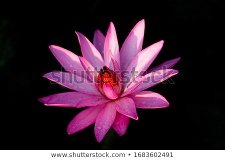 Foto stock: Lilly Flowers Growing In Garden