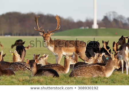 Foto stock: Phoenix Park Dublin Ireland